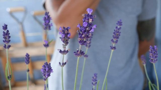 Cutting Hidcote Lavender for Dried Flowers: Top Tips!! - Lavender World смотреть онлайн