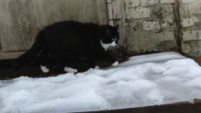 Похождения черно белого упитанного кота Боцмана зимой # The adventures of a black and white fat cat смотреть онлайн