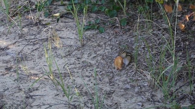 Бурундук и оладьи смотреть онлайн