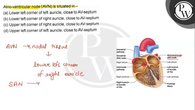 Atrio-ventricular node (AVN) is situated in -
(a) Lower left corner of left auricle, close to AV-.. смотреть онлайн