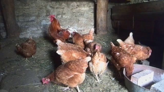 Петух кричит смотреть онлайн