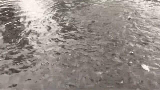 Форель в пруду , в садке . Садковое выращивание рыбы . смотреть онлайн