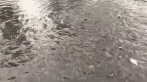 Форель в пруду , в садке . Садковое выращивание рыбы .