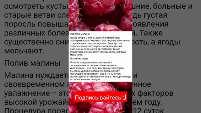 Деревенские секреты, что нужно сделать с малиной, чтобы всегда было много крупных ягод? смотреть онлайн