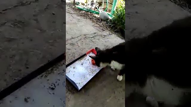 Вегетарианцы бывают разные. Кот подруги ест маринованные помидоры, но любит и в свежем виде.(1) смотреть онлайн