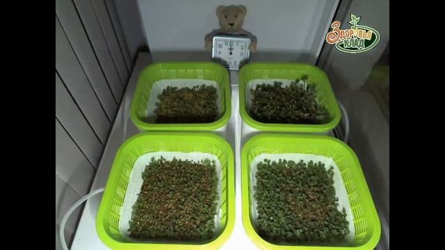 4х модульный проращиватель 'Здоровья КЛАД Х4' ассортимент микрозелени смотреть онлайн