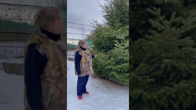 Тсуга - хвойное дерево на дачном участке #shorts