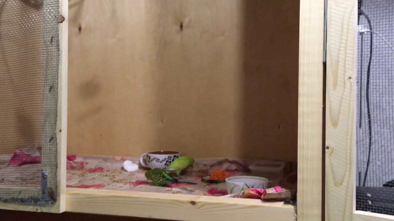 Разведение волнистых попугаев, с чего начать. Давайте вместе? смотреть онлайн
