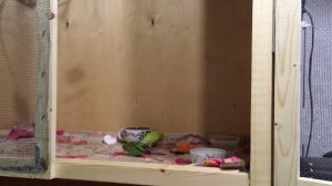 Разведение волнистых попугаев, с чего начать. Давайте вместе?