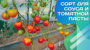 Томат-гном Алое сердце. Обзор и дегустация