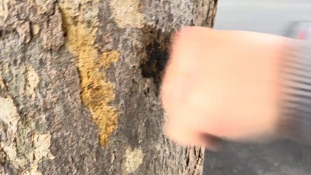 Iron Fist Training! 6:00 to 8:00 Am смотреть онлайн