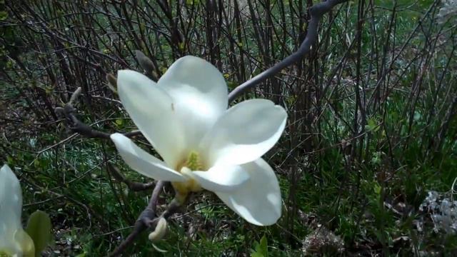 Yellow Magnolias at Lyle Littlefield Garden смотреть онлайн