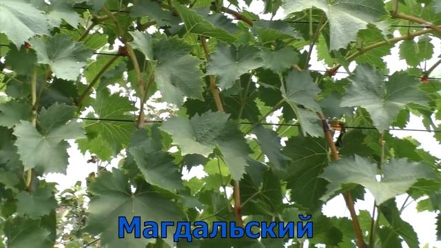 Виноград Беларуси . Лидчина . Сорт винограда -Магдальский . смотреть онлайн