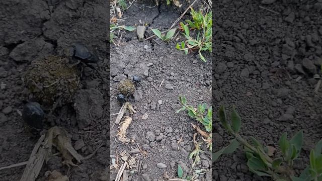 навозные жуки катят какаху смотреть онлайн