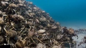 Самый Большой Осьминог в Истории