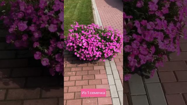 Огромные петунии из 1 семечка! смотреть онлайн