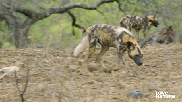 Painted Wolf Pack Hunts Baby Impala | Love Nature смотреть онлайн