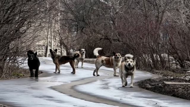 ? ПОМНИТЕ Ваню? Вот как СЛОЖИЛАСЬ судьба мaльчикa-МАУГЛИ, который жил в СТАЕ бродячих СОБАК... смотреть онлайн