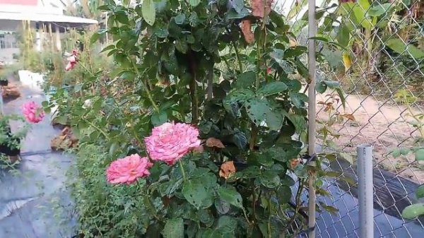 Kordes Jubilee Rose (Tim Hermann Kordes, Germany, 2003)