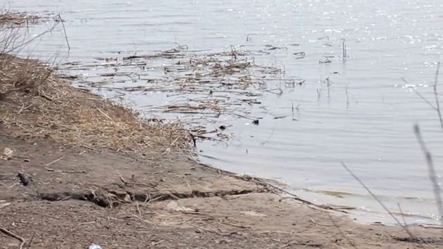 Протоки Тетеево. По старым любимым местам смотреть онлайн