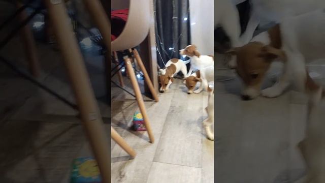 Щенки Джек Рассел терьер смотреть онлайн