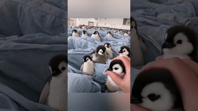 Милашки пинги-неваляшки.mp4 смотреть онлайн