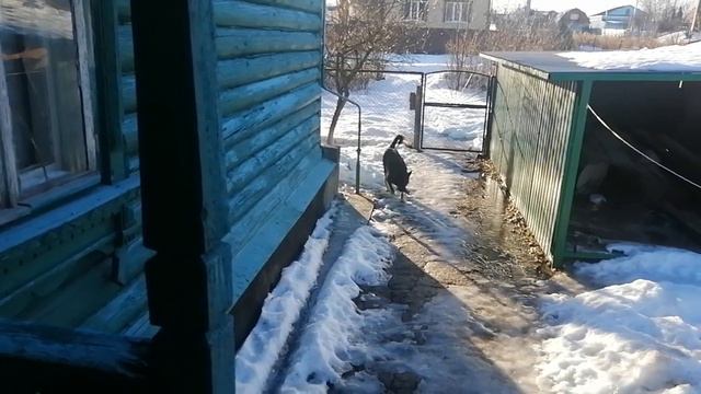 Для того чтобы собака , что либо умела, надо с ней заниматься каждый день. 02.01.2023г. смотреть онлайн