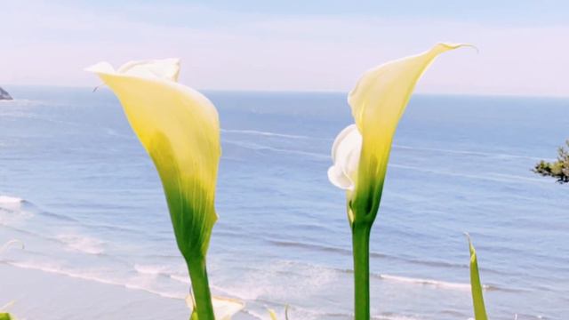 #calla lily #马蹄莲 #面朝大海春暖花开 #scenery #nature #beauty #seaside #海边 #大海 #美景 #flower #美丽的花 смотреть онлайн