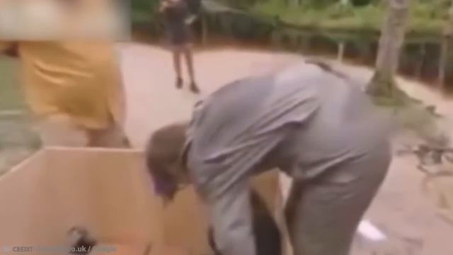 20 Shocking Snake Attacks Caught On Tape смотреть онлайн