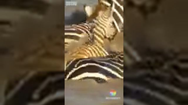 Крокодил напал на зебру смотреть онлайн