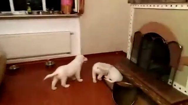 Щенки мареммо-абруцкой овчарки в возрасте 2 месяцев. смотреть онлайн