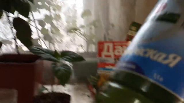 Перевалка перца в стаканчики. Расцвёл гибискус!!!!! смотреть онлайн