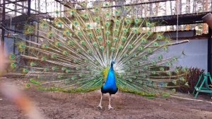 Занятие 23. Экскурсия в зоопарк