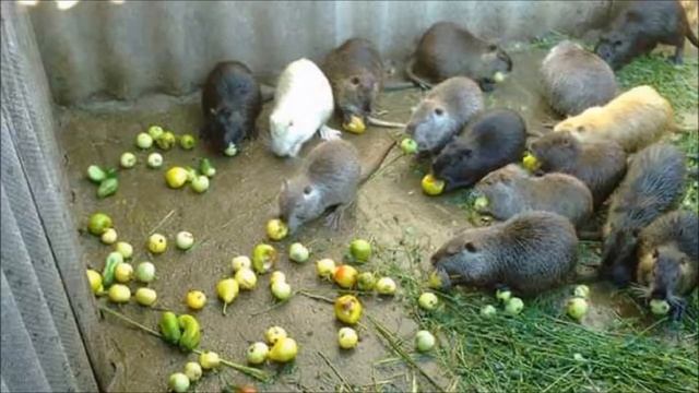 Разведение нутрий в домашних условиях как бизнес смотреть онлайн