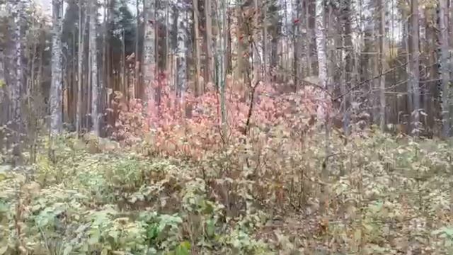 ОСЕНЬ ВИВАЛЬДИ смотреть онлайн