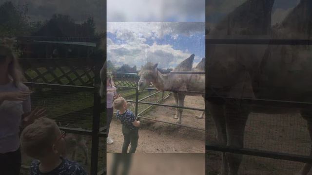 Диприз Барановичи смотреть онлайн