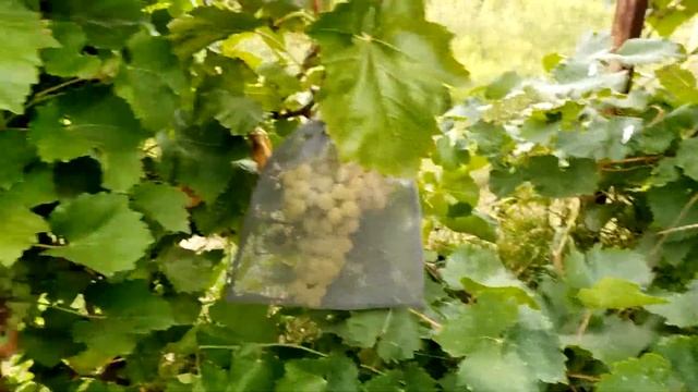 Малина до морозов смотреть онлайн