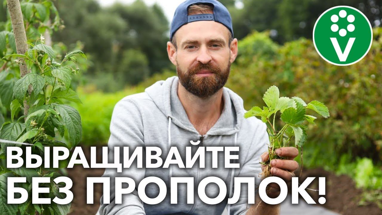 ПОСАДИТЕ КЛУБНИКУ ТАК и вы забудете о сорняках на несколько лет! смотреть онлайн