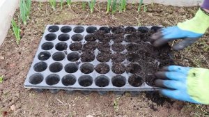 Посев свёклы на рассаду — в чем преимущества и как правильно посадить?