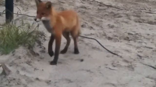 Голодный лисенок смотреть онлайн