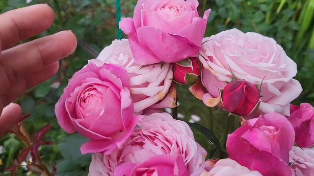 14 августа. Розы.🌹 Всем желают доброго утра !😊❤️ смотреть онлайн