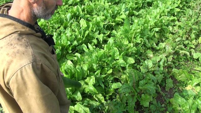 ПОДВОРЬЕ КОВЧЕГ 2 СЮЖЕТ 1 СЕЛЬДЕРЕЙ И КАБАЧКИ 060815 смотреть онлайн