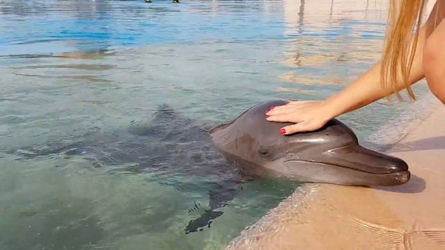 Atlantis The Palm: An Unforgettable Day at The 5-star Hotel смотреть онлайн