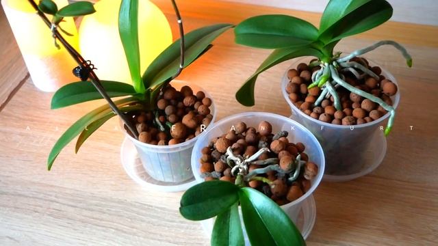 Цветение Орхидей. Почему засыхает Цветонос или Бутоны