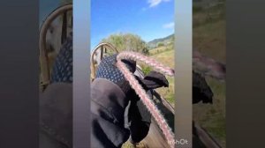 сенокос и уборка сена, первый раз запрягли коня в конные грабли,