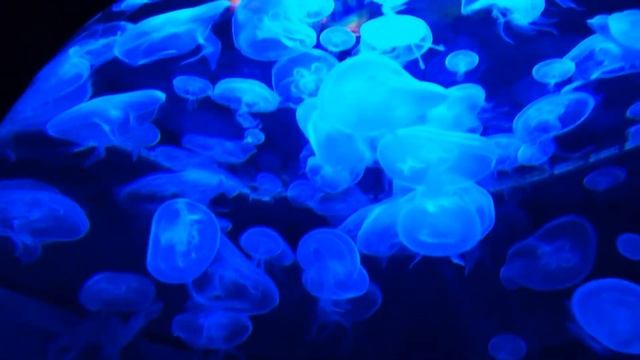 Deep Meditation Sleep Music and Deep Meditation (Спокойная музыка для расслабления) смотреть онлайн