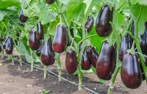 РАННИЙ,НЕПРИХОТЛИВЫЙ И ВКУСНЫЙ БАКЛАЖАН ЭПИК F1.Мои результаты выращивания.