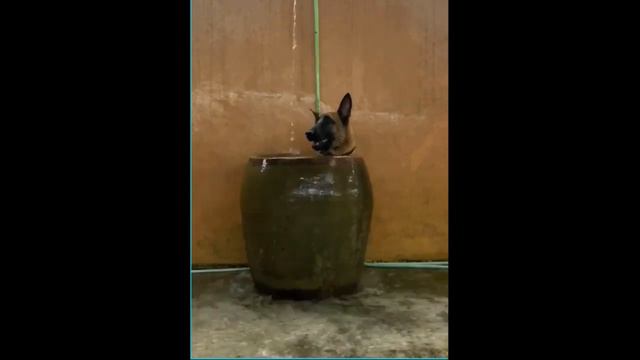Бельгийская овчарка малинуа / Belgian Malinois