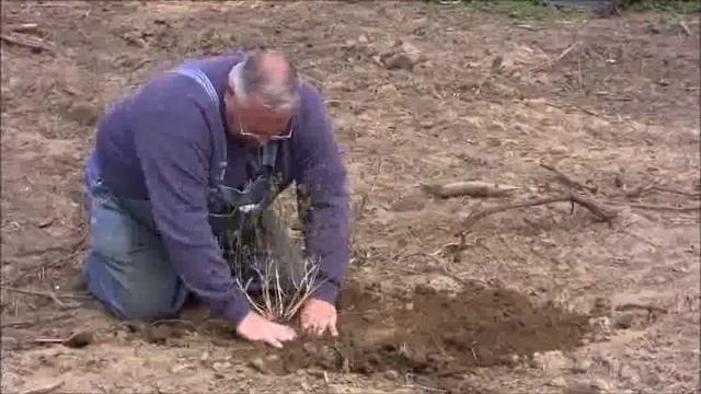 Forsythia Propagation