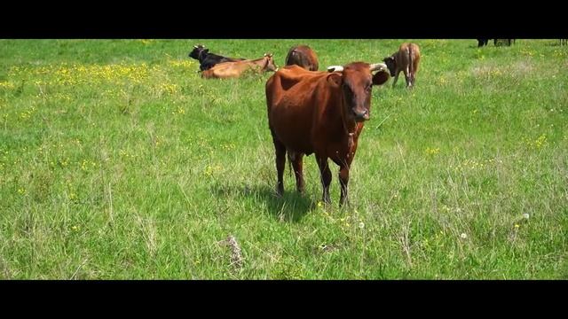 Комбикормовый завод Протектфид. 5 лет вместе с вами! Ролик к юбилею компании. смотреть онлайн